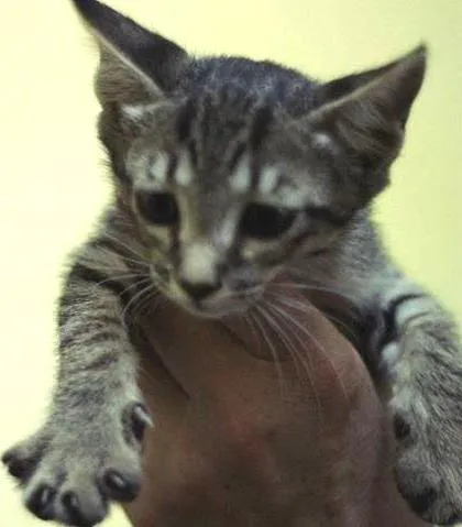 Gato ra a  idade 2 a 6 meses nome Gary