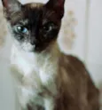 Jade
