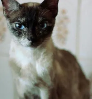 Gato raça  idade 1 ano nome Jade