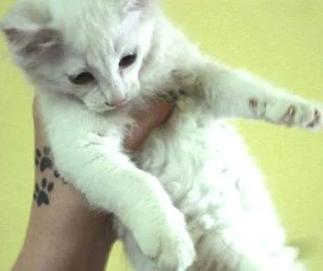 Gato ra a  idade 2 a 6 meses nome Cristal