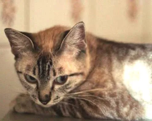 Gato ra a  idade 1 ano nome Helena
