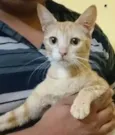 Margarida