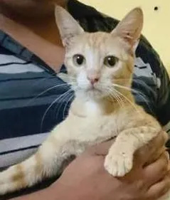 Gato ra a  idade  nome Margarida