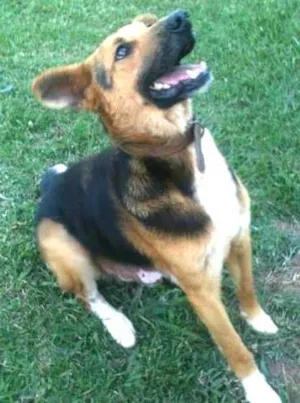 Cachorro raça  idade 6 ou mais anos nome Will