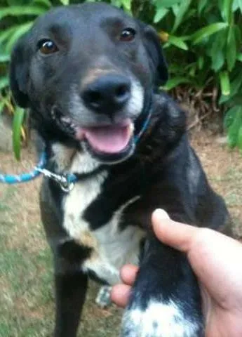 Cachorro ra a  idade 6 ou mais anos nome Charles