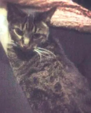 Gato raça ANGORA / VIRA LATA idade 6 ou mais anos nome MIGUELA