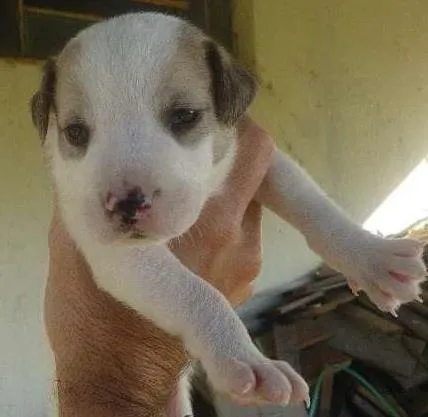 Cachorro ra a  idade 2 a 6 meses nome não tem