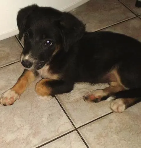 Cachorro ra a srd idade 2 a 6 meses nome sem nome