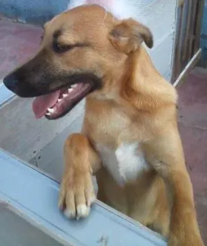 Cachorro raça SRD idade 7 a 11 meses nome PITTI