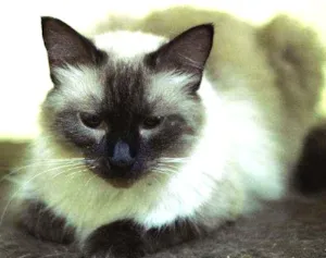 Gato raça  idade 1 ano nome Siamesa peluda