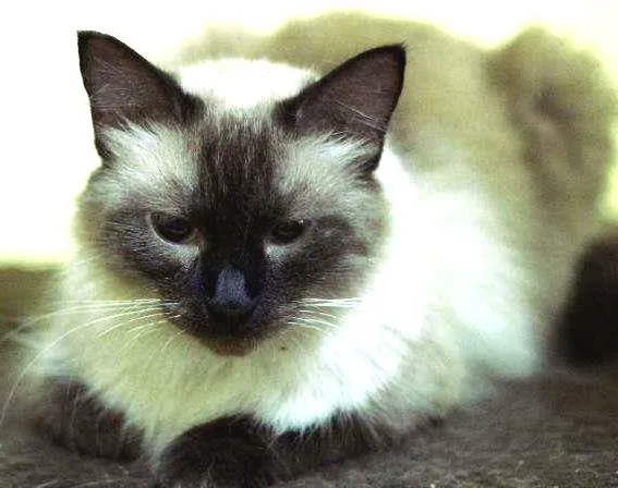 Gato ra a  idade 1 ano nome Siamesa peluda