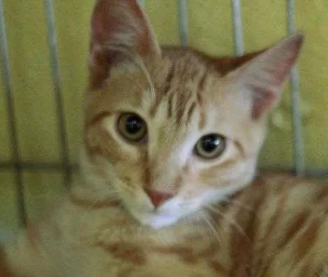 Gato ra a  idade 2 a 6 meses nome Roberto