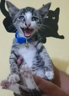 Gato raça  idade 2 a 6 meses nome Pirata