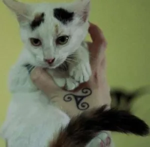 Gato raça  idade 2 a 6 meses nome Princesa