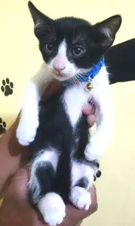 Gato ra a  idade 2 a 6 meses nome Salem