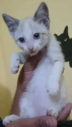 Gato raça  idade  nome Pérola