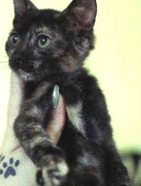 Gato raça  idade  nome Loreta
