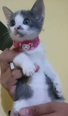 Gato raça  idade 2 a 6 meses nome Baby
