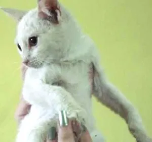 Gato raça  idade  nome Aurora