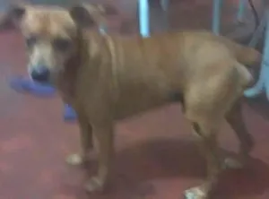 Cachorro raça pinscher idade 6 ou mais anos nome Spyke