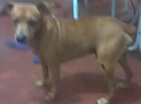 Cachorro ra a pinscher idade 6 ou mais anos nome Spyke