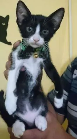 Gato raça  idade  nome Frajola