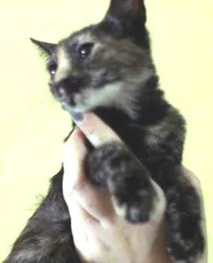Gato raça  idade 2 a 6 meses nome Lindinha