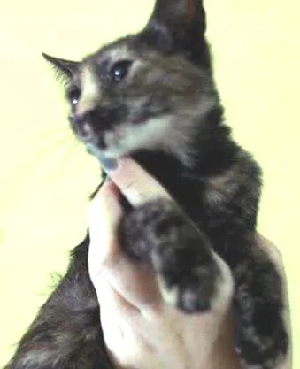 Gato ra a  idade 2 a 6 meses nome Lindinha