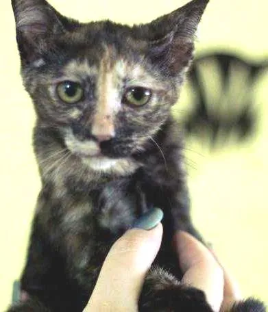 Gato ra a  idade 2 a 6 meses nome Tigresa