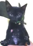 Morcego