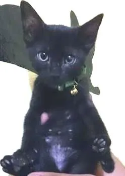 Gato ra a  idade 2 a 6 meses nome Morcego