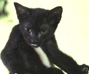 Gato raça  idade 2 a 6 meses nome Petruchio