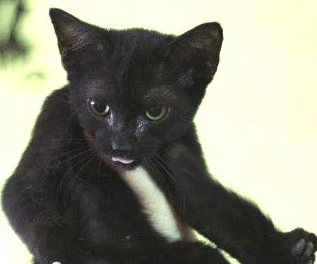 Gato ra a  idade 2 a 6 meses nome Petruchio