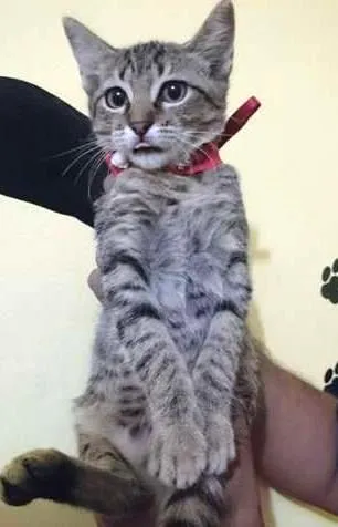 Gato ra a  idade 2 a 6 meses nome Biriba