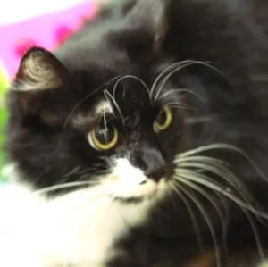 Gato raça  idade 7 a 11 meses nome Pretuxa