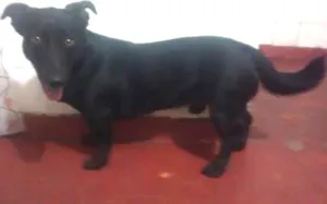 Cachorro raça Lavrador  idade 2 anos nome Thunder