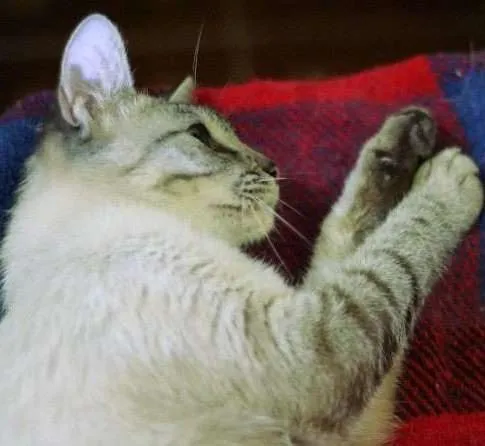Gato ra a  idade 7 a 11 meses nome Charlotte
