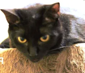 Gato raça  idade 7 a 11 meses nome Pitoco