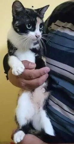 Gato raça  idade 7 a 11 meses nome Trica