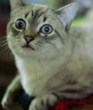 Gato ra a srd idade 7 a 11 meses nome Zóião