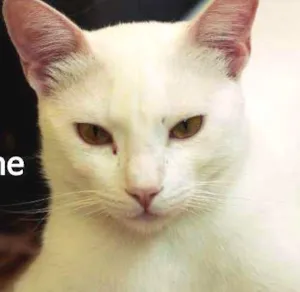 Gato raça  idade 7 a 11 meses nome Guilherme