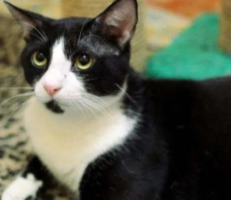 Gato ra a  idade  nome Leopoldo