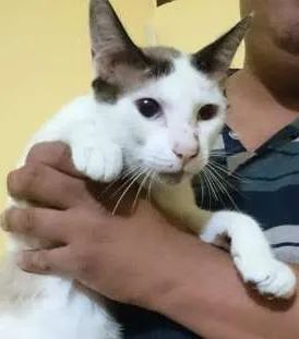 Gato raça  idade 7 a 11 meses nome Charlie