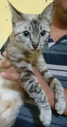 Gato raça srd idade 1 ano nome Docinho, 1 ano