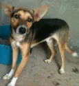 Biriba, 1 ano, cast