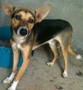 Cachorro ra a SRD idade 1 ano nome Biriba, 1 ano, cast