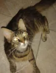 mimi