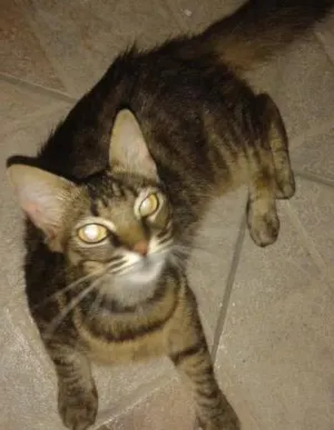 Gato raça comum idade 2 anos nome mimi