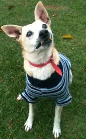 Cachorro raça SRD idade 6 ou mais anos nome Fredy