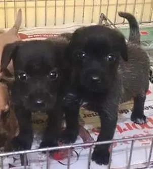 Cachorro ra a SRD idade 2 a 6 meses nome Filhotinhos 2 meses